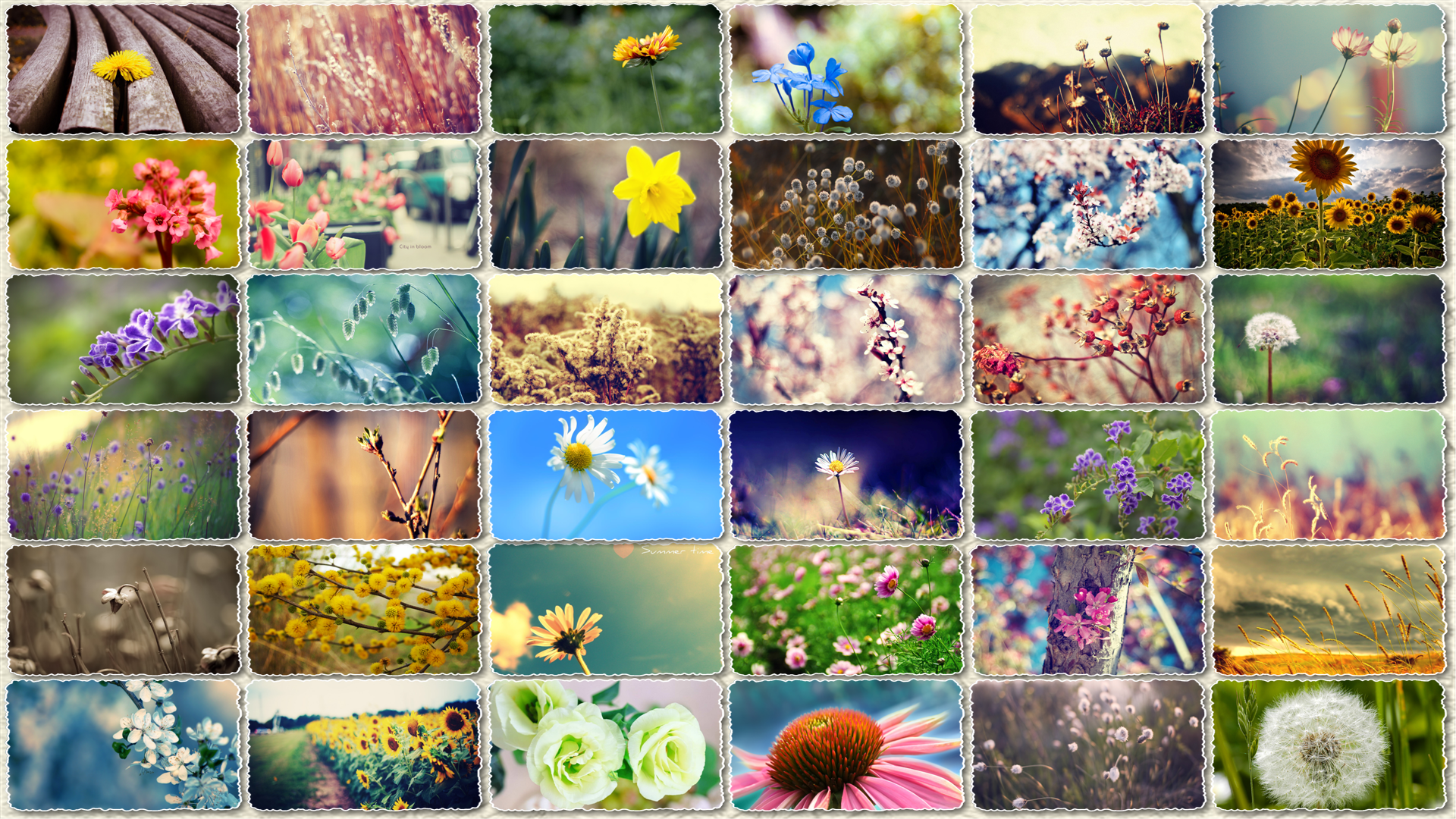 160-beautiful-flower-wallpapers-1920x1200-vy-kiet-vforum.png