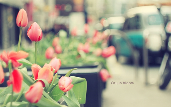 [mrtelasm]-159-beautiful-flower-wallpapers_1920x1200_-_079.jpg