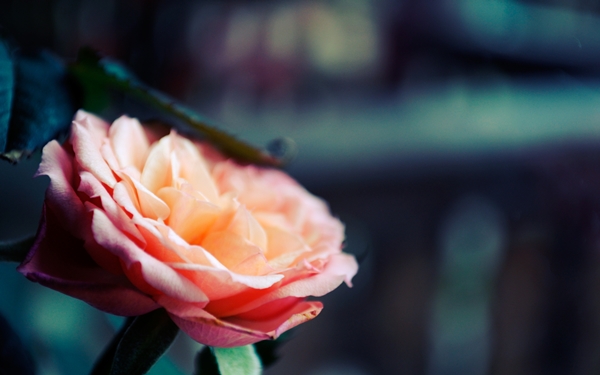 [mrtelasm]-159-beautiful-flower-wallpapers_1920x1200_-_089.jpg