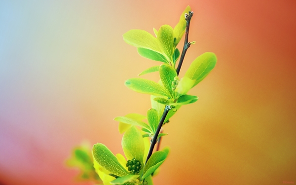 [mrtelasm]-159-beautiful-flower-wallpapers_1920x1200_-_090.jpg