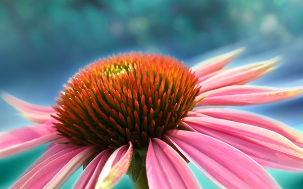 [mrtelasm]-159-beautiful-flower-wallpapers_1920x1200_-_094.jpg