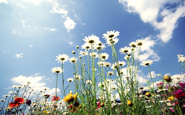 [mrtelasm]-159-beautiful-flower-wallpapers_1920x1200_-_101.jpg