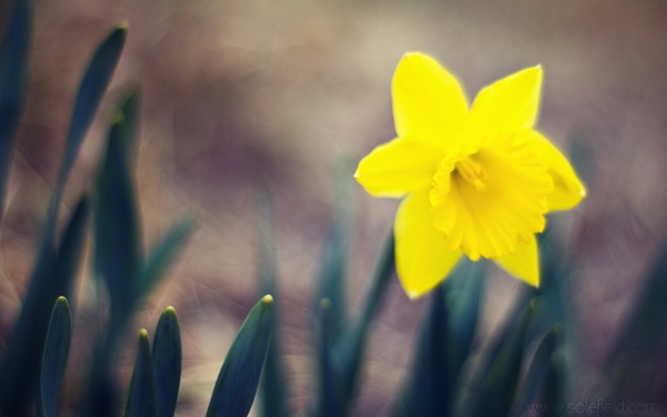 [mrtelasm]-159-beautiful-flower-wallpapers_1920x1200_-_102.jpg