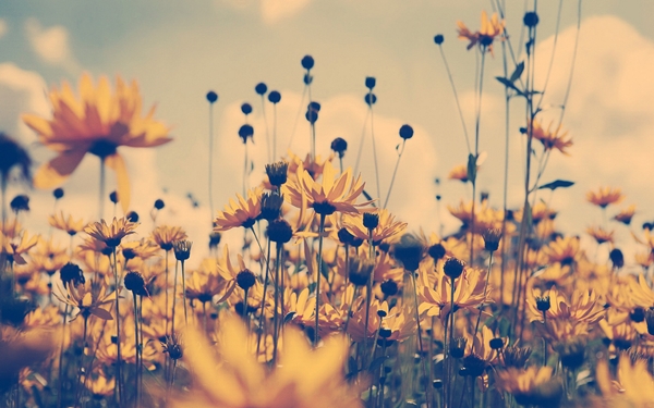 [mrtelasm]-159-beautiful-flower-wallpapers_1920x1200_-_112.jpg