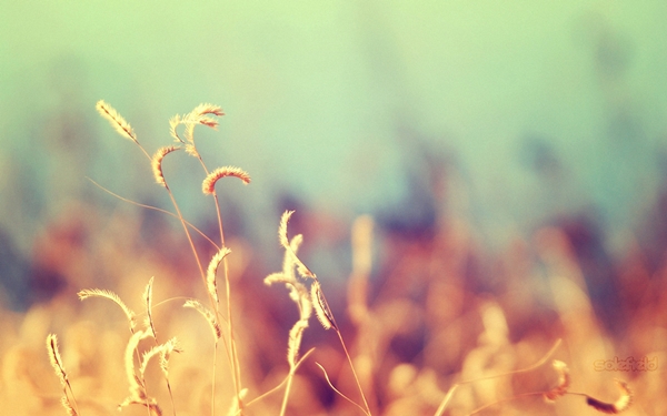 [mrtelasm]-159-beautiful-flower-wallpapers_1920x1200_-_117.jpg