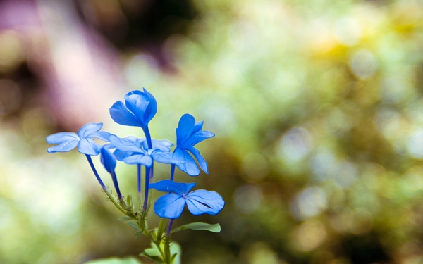[mrtelasm]-159-beautiful-flower-wallpapers_1920x1200_-_118.jpg