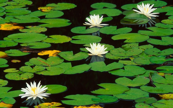 [mrtelasm]-159-beautiful-flower-wallpapers_1920x1200_-_123.jpg