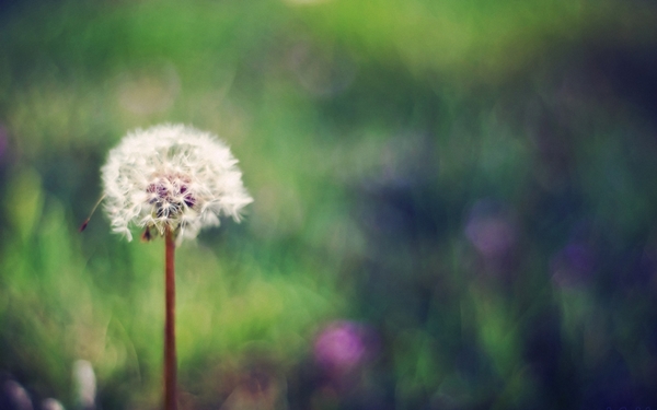 [mrtelasm]-159-beautiful-flower-wallpapers_1920x1200_-_128.jpg