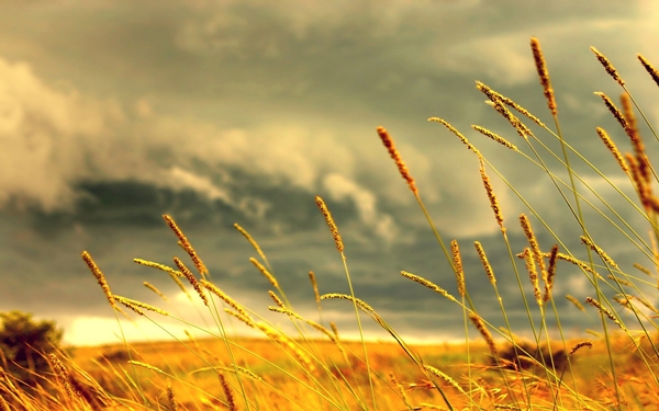 [mrtelasm]-159-beautiful-flower-wallpapers_1920x1200_-_138.jpg