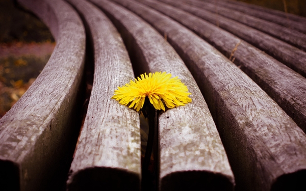 [mrtelasm]-159-beautiful-flower-wallpapers_1920x1200_-_152.jpg