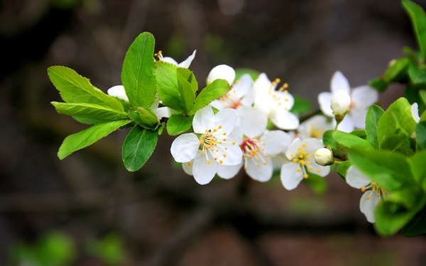[mrtelasm]-159-beautiful-flower-wallpapers_1920x1200_-_154.jpg