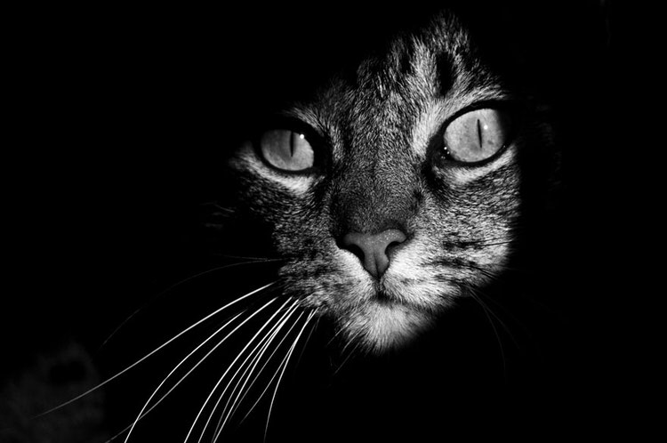 mysterious-cats-photography-10.jpg