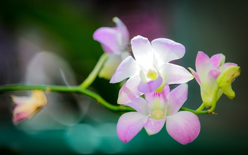 orchid-flowers-wallpapers-by-twalls-(1).jpg