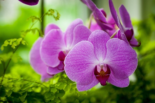 orchid-flowers-wallpapers-by-twalls-(2).jpg