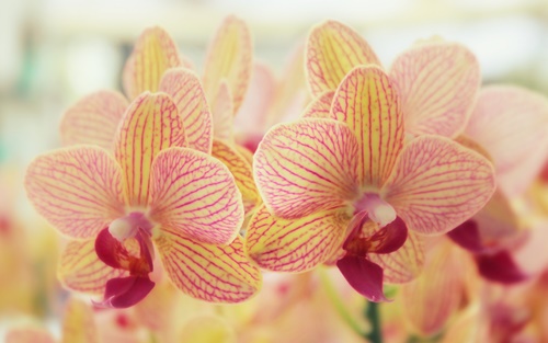 orchid-flowers-wallpapers-by-twalls-(4).jpg