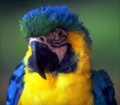 parrot1.jpg